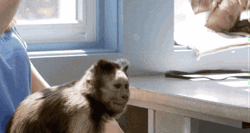 Small Monkey Eating Bubbles GIF