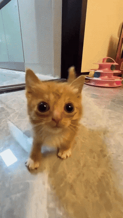 Small Orange Kitten Standing On Tiled Floor GIF