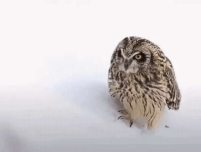 Small Owl Sitting In Snow GIF