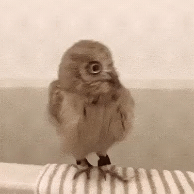 Small Owl Sitting On Striped Towel GIF
