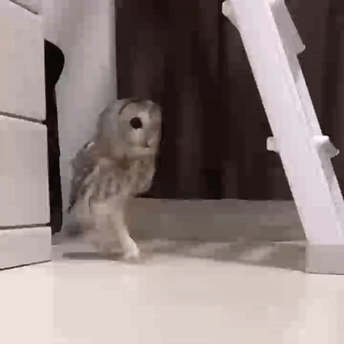 Small Owl Standing In Front Of Ladder GIF