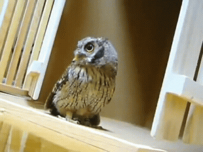 Small Owl Standing On Wooden Ledge GIF