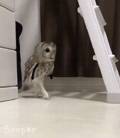 Small Owl Walking In Front Of White Ladder GIF