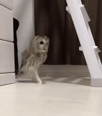 Small Owl Walking On Hind Legs By Ladder GIF