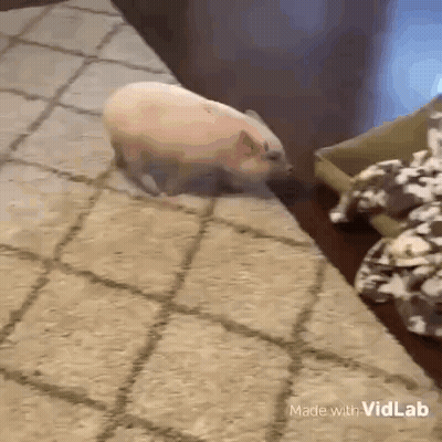 Small Pig Standing Near Cookies GIF