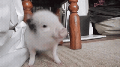 Small Pig Standing Next To Wooden Chair GIF
