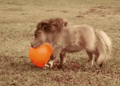 Small Pony Playing With Orange Ball GIF