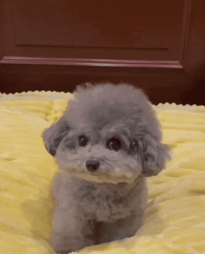 Small Poodle Laying On Yellow Blanket GIF