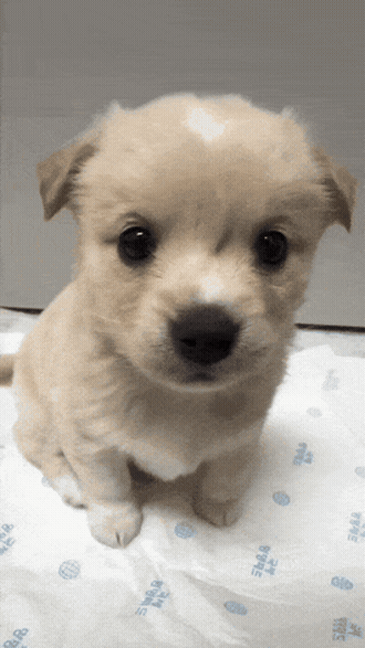 Small Puppy Sitting On 3M Blanket GIF