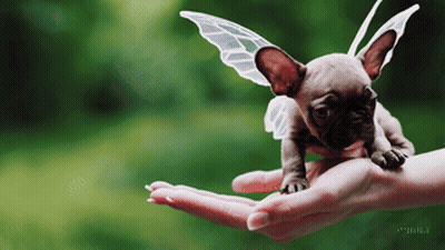 Small Puppy With Fairy Wings Held In Hand GIF