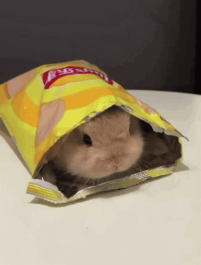 Small Rabbit Hiding In Bag Of Chips GIF