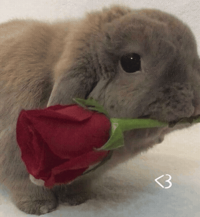Small Rabbit Holding Red Rose GIF
