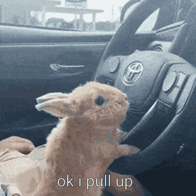 Small Rabbit In Driver Seat Saying Ok I Pull Up GIF