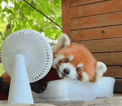 Small Red Panda Playing With Fan Outside GIF