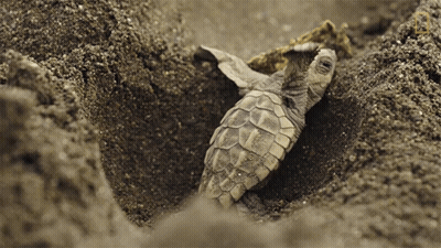 Small Sea Turtle Laying In Sand GIF