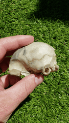 Small Skull Formation