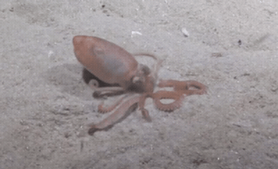 Small Squid Crawling On Sand In Water GIF