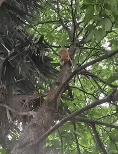 Small Squirrel Sitting On Tree Branch GIF