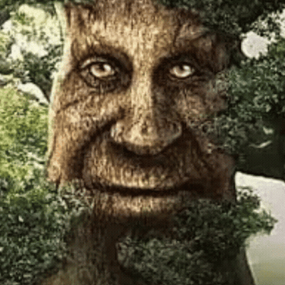 Small Squirrel Sitting On Tree Branch GIF