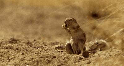 Small Squirrel Standing On Hind Legs In Dirt GIF