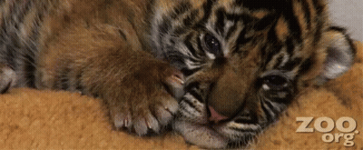 Small Tiger Cub Looking At Camera In Grass GIF