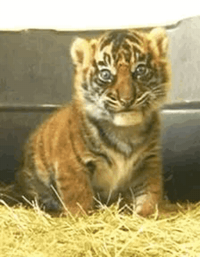 Small Tiger Cub Sitting In Grass Looking At Camera GIF