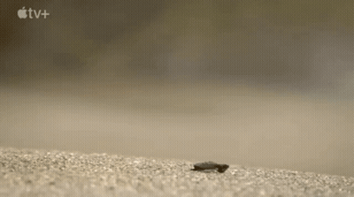 Small Turtle Crawling On Sandy Beach GIF