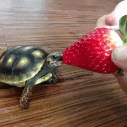 Small Turtle Eating Strawberry  GIF