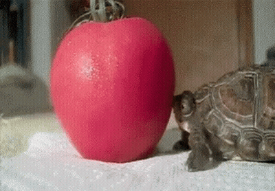 Small Turtle Next To Large Red Tomato GIF