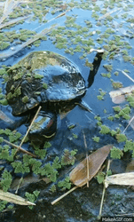 Small Turtle Swimming Through Pond Leaves GIF