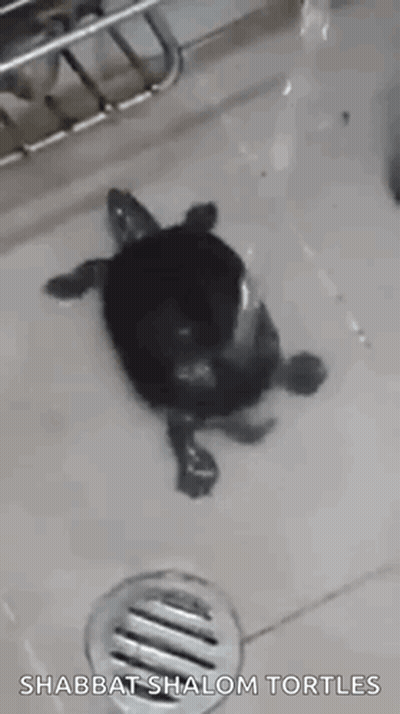 Small Turtle Swimming GIF