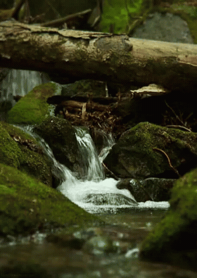 Small Waterfall Surrounded By Mossy Rocks And Log GIF