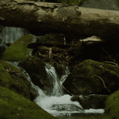 Small Waterfall Surrounded By Mossy Rocks And Log GIF