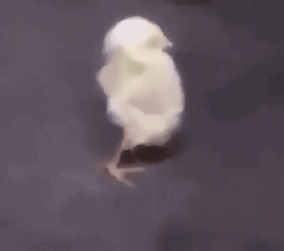 Small White Chicken Walking GIF