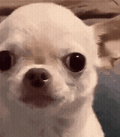Small White Chihuahua Looking At Camera GIF