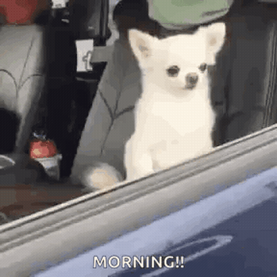 Small White Chihuahua Looking Out Back Seat Window GIF