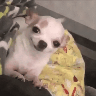 Small White Chihuahua On Bed With Yellow Blanket GIF