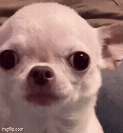 Small White Chihuahua Surprised Look GIF