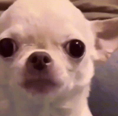 Small White Chihuahua with Mouth Open