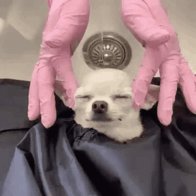 Small White Dog Bath Sink With Pink Gloves GIF