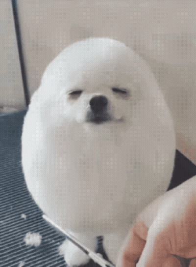 Small White Dog Being Groomed GIF