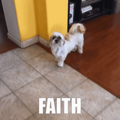 Small White Dog Faith GIF