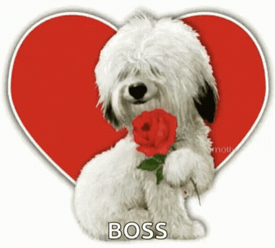Small White Dog Holding Red Rose With Boss