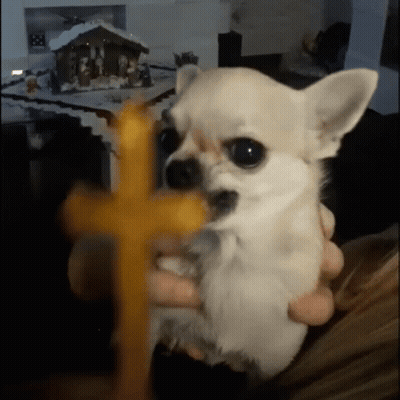Small White Dog Holding Yellow Cross At Nativity GIF