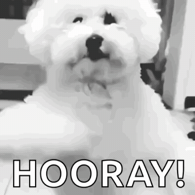 Small White Dog Hooray GIF