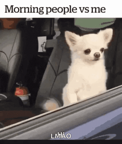 Small White Dog In Back Seat Looking Out Window GIF