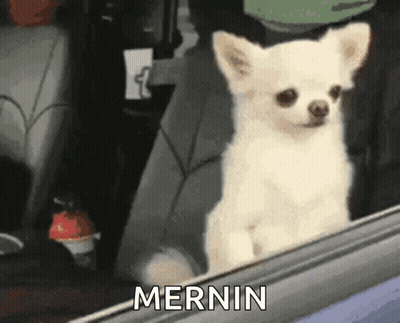 Small White Dog In Back Seat Looking Out Window Mernin GIF