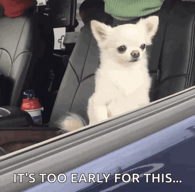 Small White Dog In Back Seat Says It's Too Early GIF