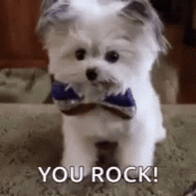 Small White Dog In Blue Bow Tie Sitting On Couch GIF