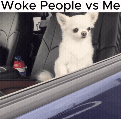 Small White Dog In Car Woke People Vs Me GIF